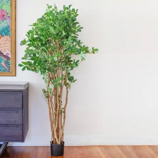 6ft. Potted Black Olive Tree {8}