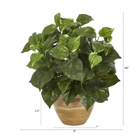 14" Pothos Plant in Ceramic Planter {4}