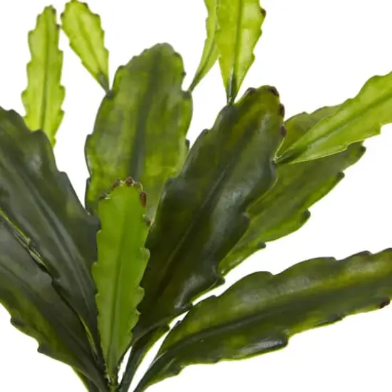 Green Epiphyllum Cactus Plant, 4ct. {3}