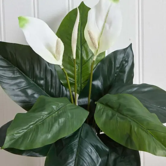 White Peace Lily Plant, 3ct. {5}