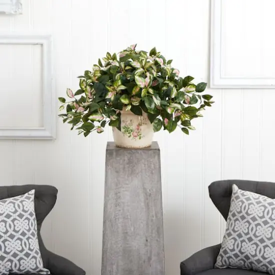 18" Hoya Tricolor in Floral Planter {3}