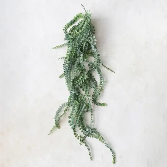 Hello Honey&reg; Hello Honey Green String of Pearls Plant {3}