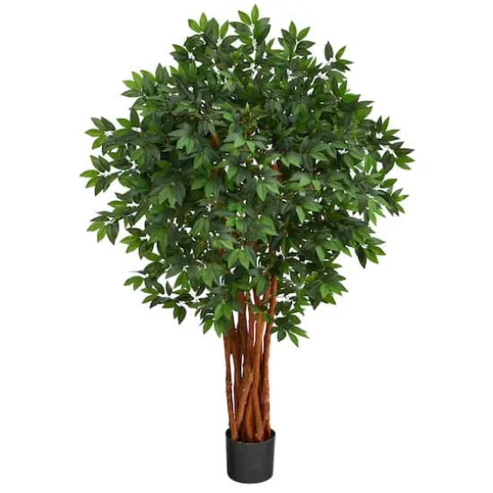 4.5ft. Potted Lychee Tree {1}