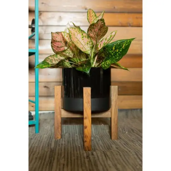 Flora Bunda 8" Black Large 2 Tone Pot On Wood Stand {4}