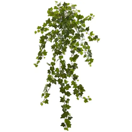 Curly Ivy Hanging Plant, 3ct. {1}