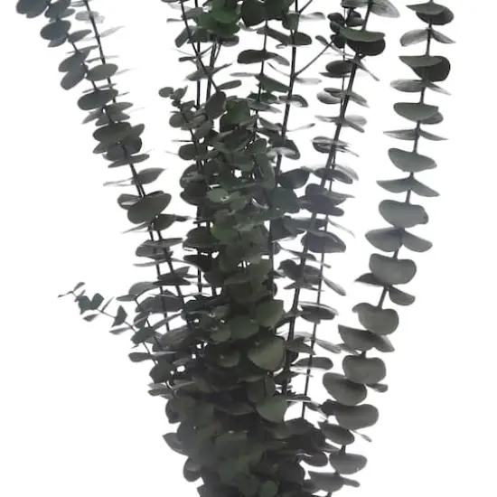 Dark Green Dried Eucalyptus Bundle by Ashland&reg; {3}