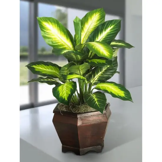 20.5" Golden Dieffenbachia Tree In Wood Vase {3}
