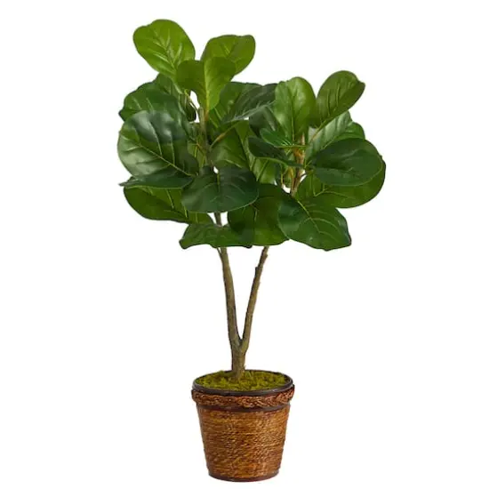 2.7ft. Fiddle Leaf Fig Tree in Basket {1}