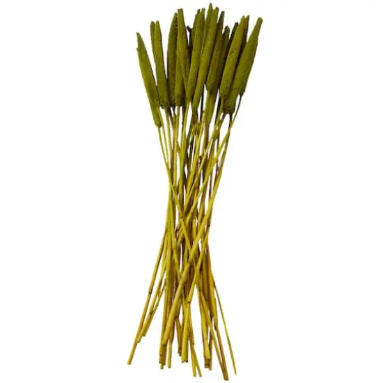 Dried Plant Bunny Tail Natural Foliage with Long Stems Assorted {1}
