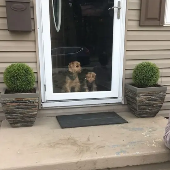 18" Potted Two-Tone Artificial Pine Ball Topiary {3}