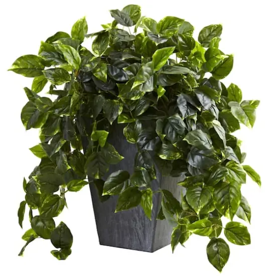 2.5ft. Hanging Pothos with Slate Planter {1}