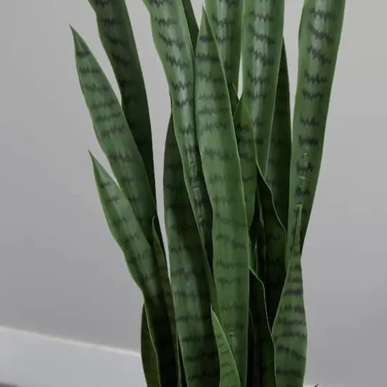 4.5ft. Snake Plant in Decorative Black Planter {5}
