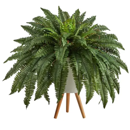 2.5ft. Boston Fern in White Planter with Legs {1}