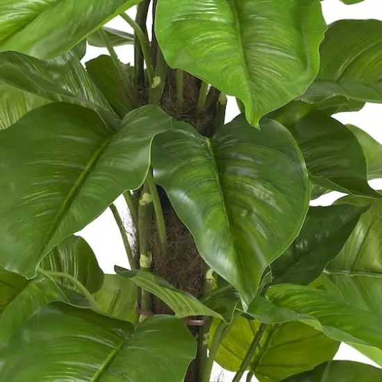 4.3ft. Potted Large Leaf Philodendron Plant {3}