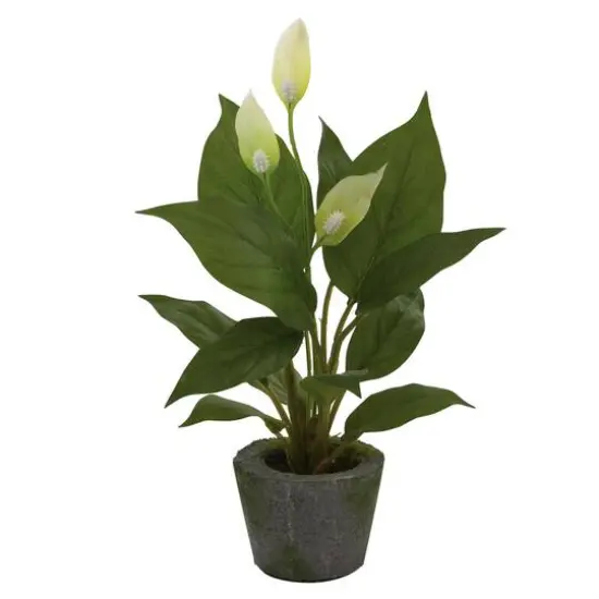 11" Peace Lily with Cement Planter, 3ct. {3}
