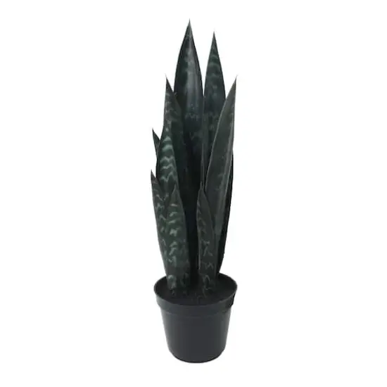 19" Potted Snake Plant by Ashland&reg; {1}