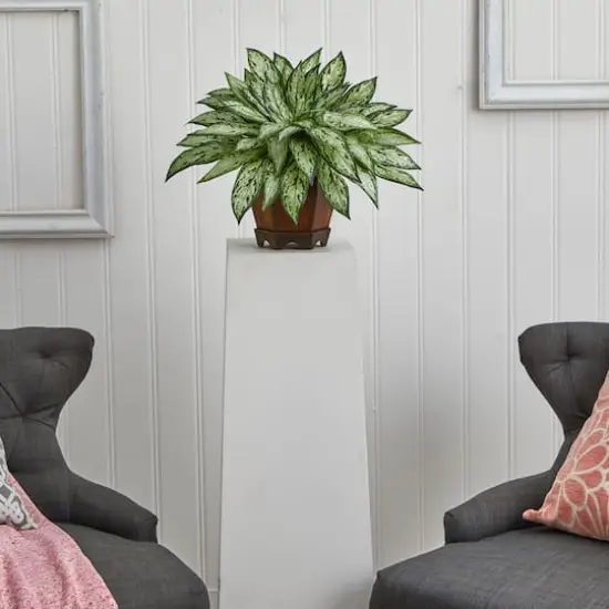 14" Triple Silver Queen Silk Plant in Hexagon Vase {3}