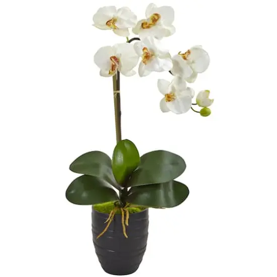 Phalaenopsis Orchid in Black Vase {1}