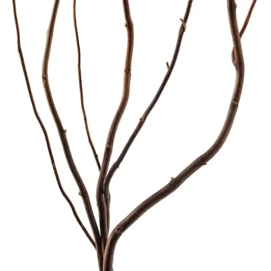 Natural Curly Willow by Ashland&reg; {4}