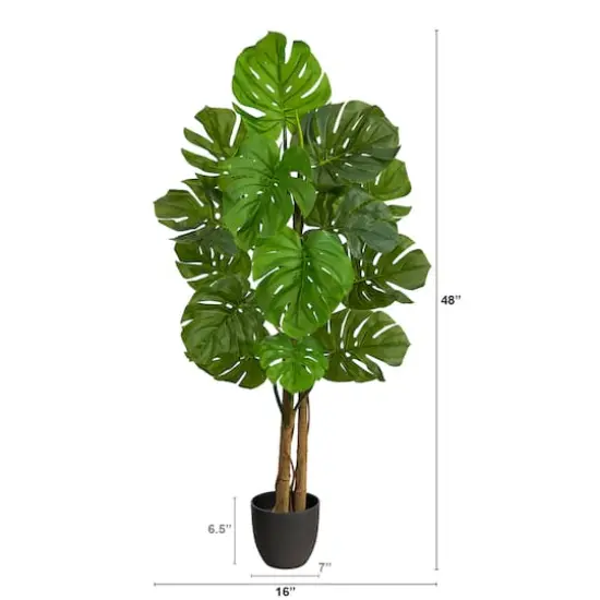 4ft. Potted Monstera Tree {3}