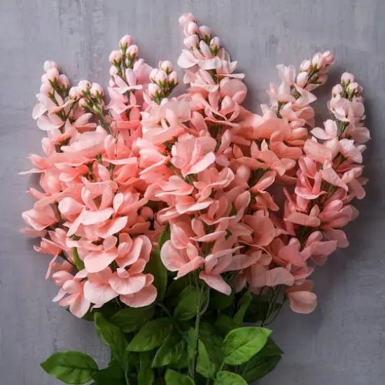 Coral Wisteria Bush by Ashland&reg; {3}