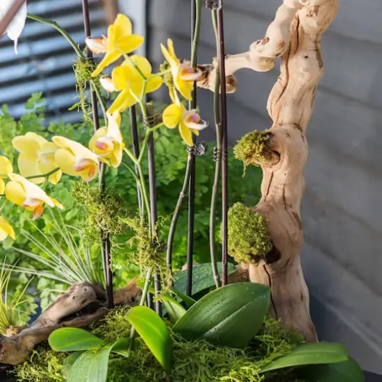 SuperMoss&reg; Preserved Moss {3}