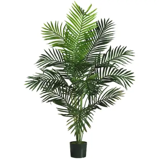 5ft. Potted Paradise Palm {1}