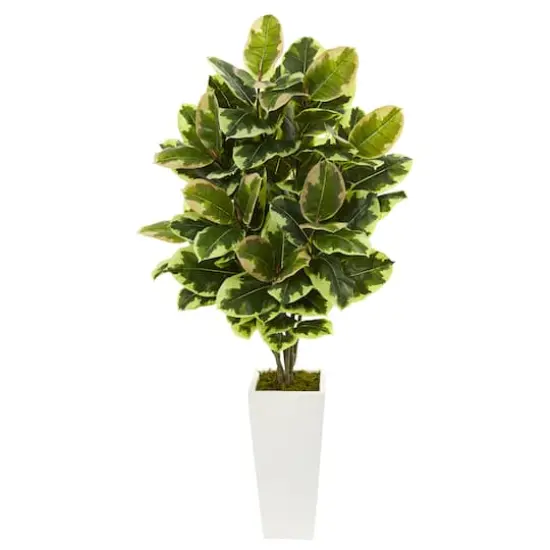 4ft. Variegated Rubber Leaf Tree In White Tower Vase {1}