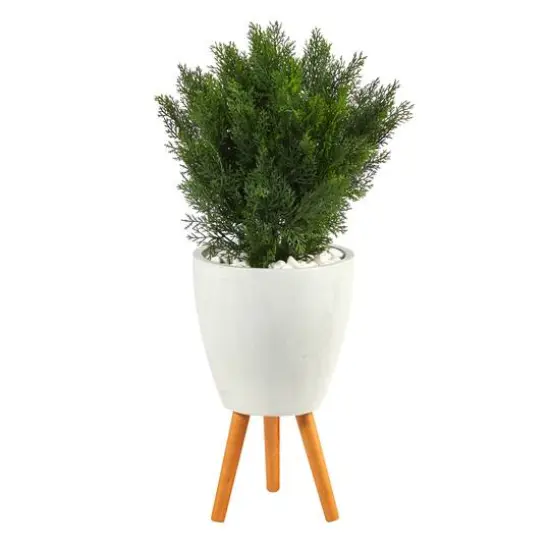 3ft. Cedar Tree in White Planter with Stand {1}