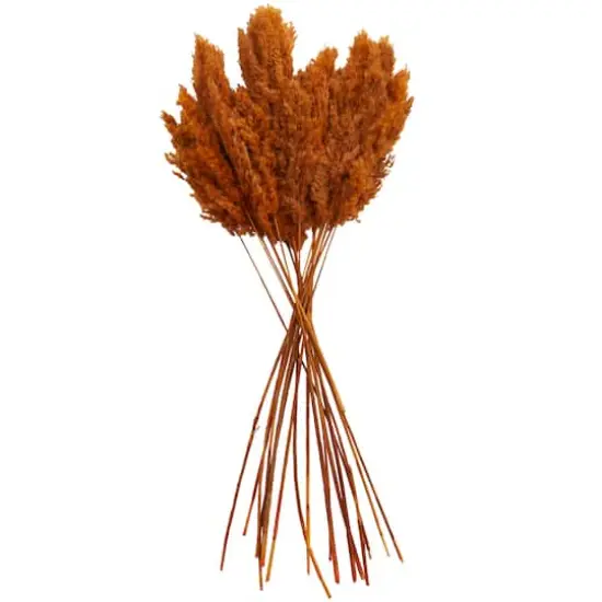 Dried Plant Pampas Natural Foliage with Long Stems Orange {1}