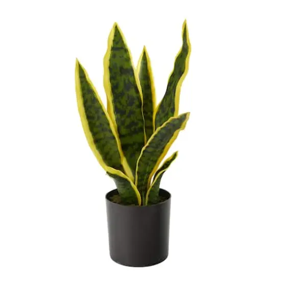 14" Potted Variegated Snake Plant {1}
