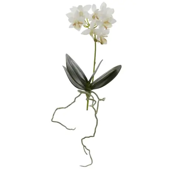 White Mini Moth Orchid Stem, 6ct. {3}