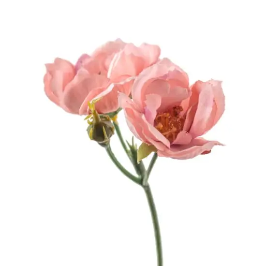 Pink Kate Rose Spray by Ashland&reg; {3}