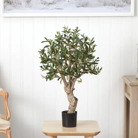 2.5ft. Potted Olive Tree {3}