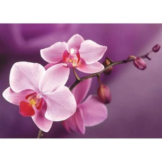 Wizardi Branch of Orchids Diamond Painting Kit {3}