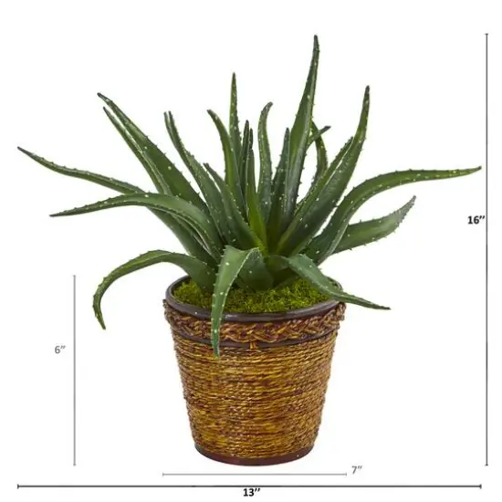 16" Aloe in Basket {3}