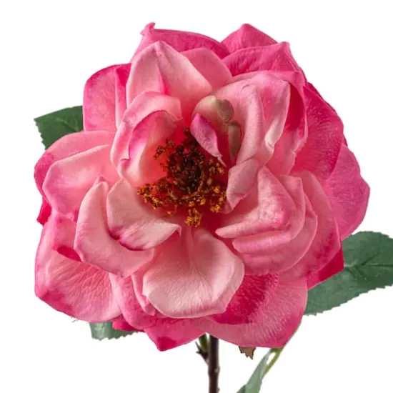 Garden Bloom Orlane Rose Stem Ashland&trade; Pink {4}