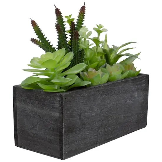 10" Mixed Succulent Plants in Rectangular Planter {4}