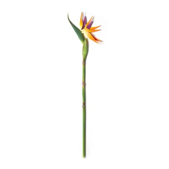 Tropical Bird of Paradise Stem by Ashland&reg;  {4}