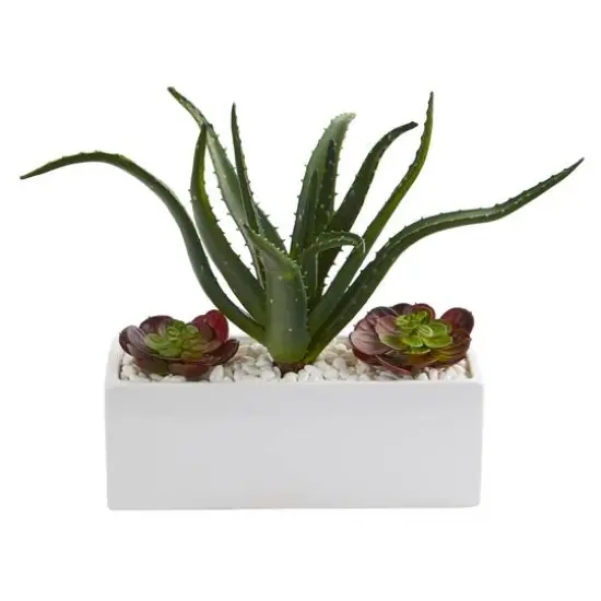 12" Aloe & Echeveria Succulent Plant in White Planter {1}