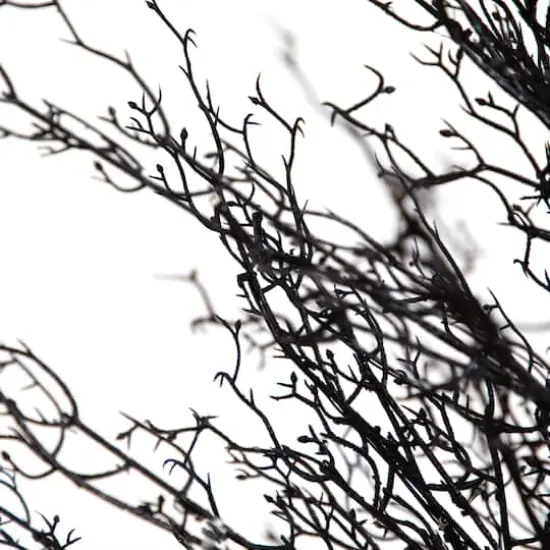 4ft. Pre-Lit LED Halloween Black Twig Artificial Fall Tree in Burlap Planter {5}