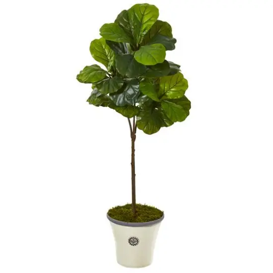 5ft. Fiddle Leaf Tree in Planter {1}