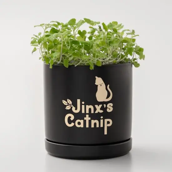 Cricuit Joy Xtra&trade; Removable Smart Vinyl&trade; Classics Sampler, 3ct. {6}