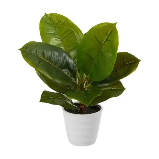 11" Rubber Leaf Plant in Decorative White Planter {1}