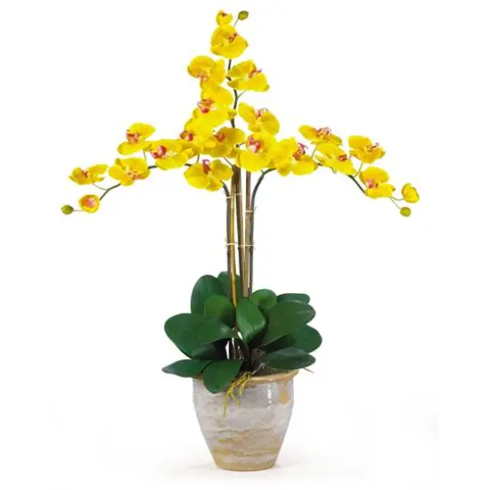 Triple Phalaenopsis Orchid Flower Arrangement In Ceramic Vase Yellow {1}