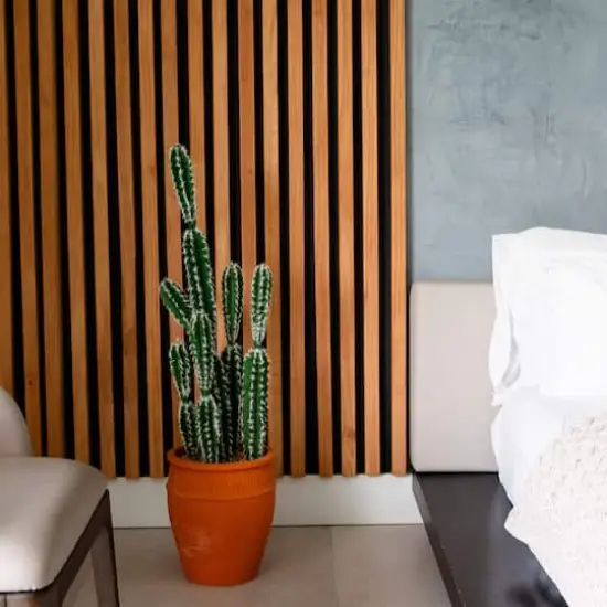 3ft. Cactus in Terracotta Planter {3}