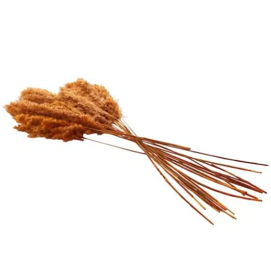 Dried Plant Pampas Natural Foliage with Long Stems Orange {4}