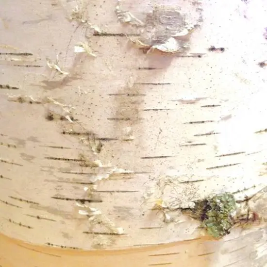 Wilson&reg; Enterprises 9" Thick Birch Rounds, 4ct. {5}