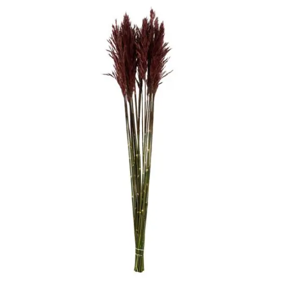 Plume Reed Preserved Bundle Merlot {1}