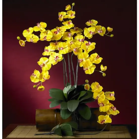 Yellow Moth Orchid Stem, 6ct. {4}